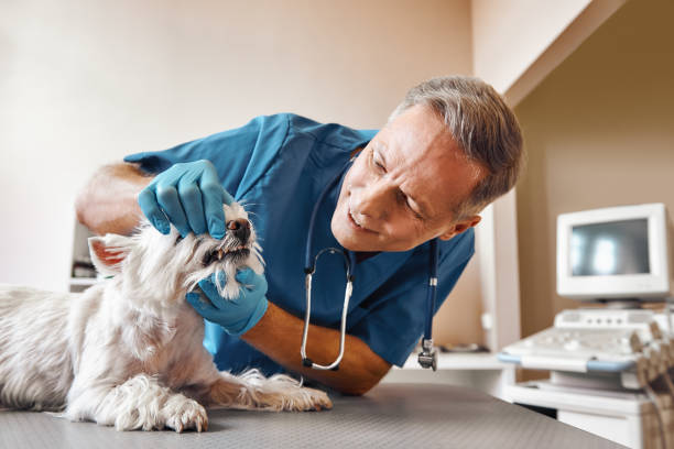 Best 24-Hour Emergency Dentist in Grand Prairie, TX
